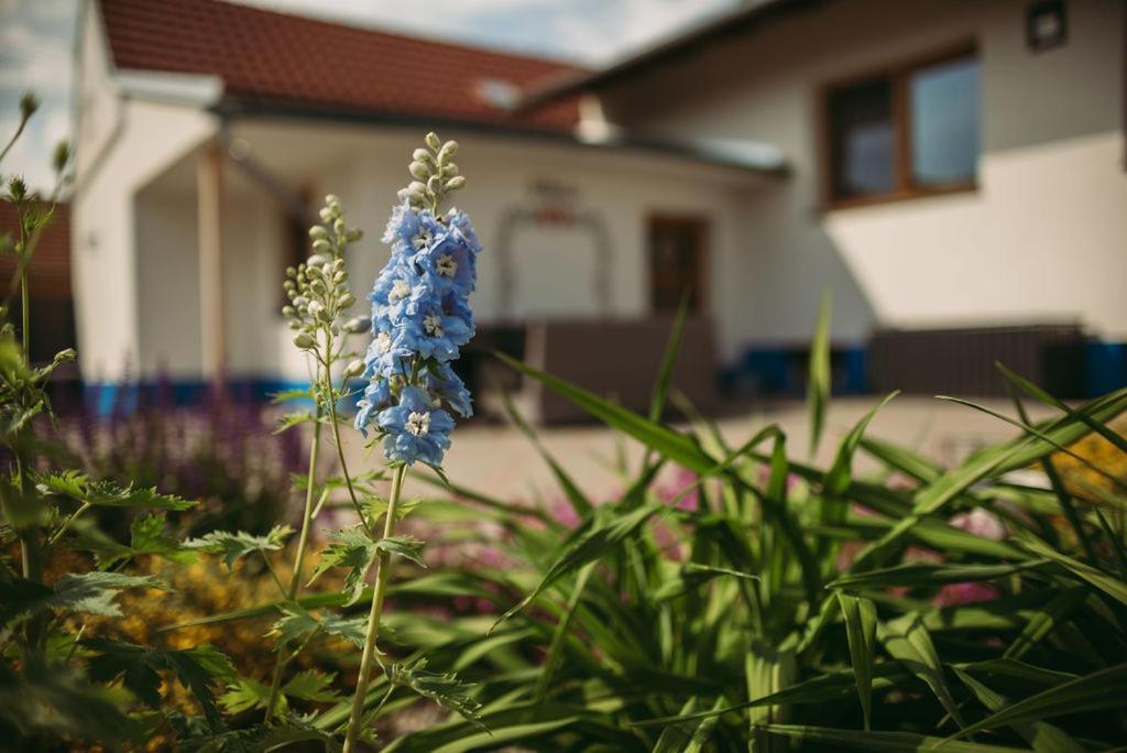 Apartman U Draba: Ubytovani Na Slovacku V Miloticich U Kyjova Milotice Екстериор снимка